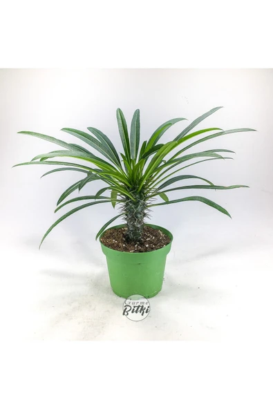 Pachypodium Lamerei (10.5 cm Saksıda) Madagaskar Palmiyesi Tropik Kaktüs ürün görseli 1