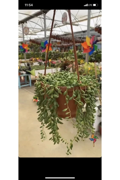 Senecio Tespih Inci Çiçeği ürün görseli 1
