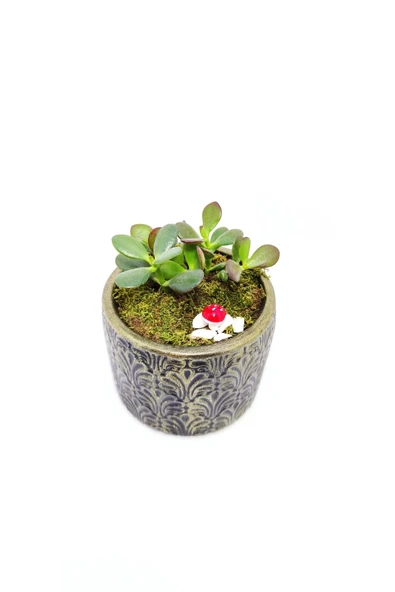 Dekoratif Desenli Saksıda Crassula - Resim 4