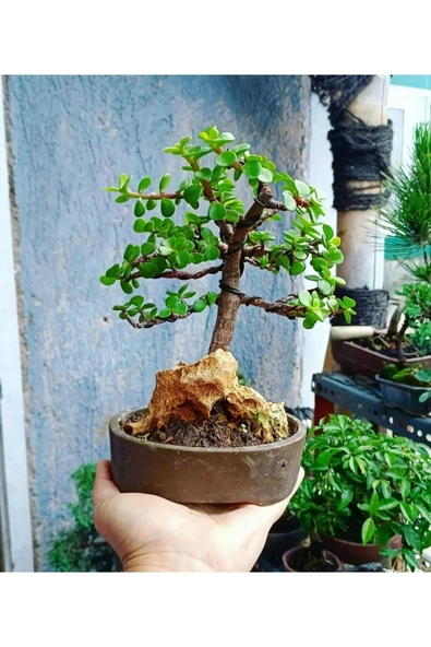 ficus bonsai price Ficus Retusa Bonsai 'S shape' main image 1