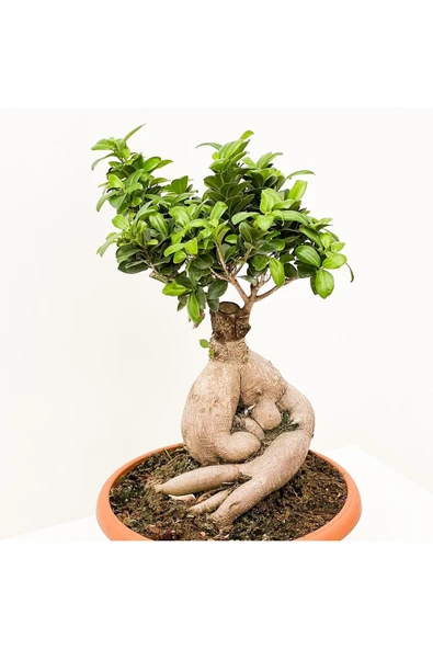 Bonsai Benjamin- Ficus Ginseng Bonsai - Resim 2