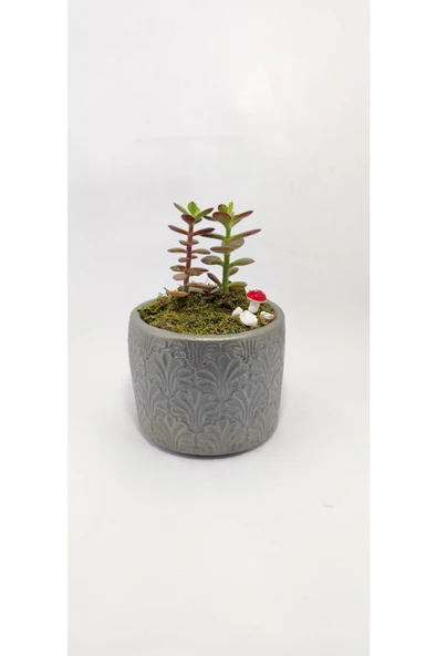 Dekoratif Desenli Saksıda Crassula - Resim 3