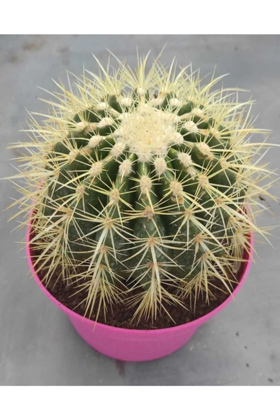 Echinocactus Grusonii ürün görseli 1