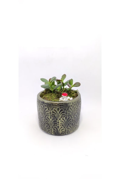 Dekoratif Desenli Saksıda Crassula - Resim 3
