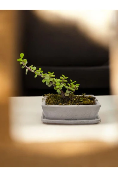 Tabaklı Taş Saksılı Afra Bonsai Yeşim Ağacı - Resim 4