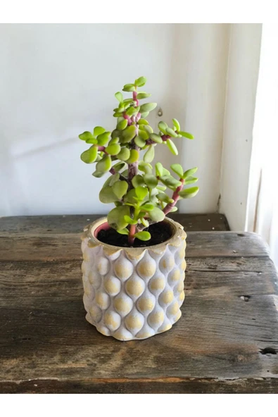 Mini Bonsai para ağacı 5.5 taş saksıda - Resim 2