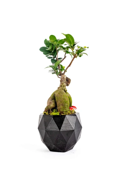 Geometrik Saksıda Ficus Ginseng Bonsai Tasarım - Black ürün görseli 1