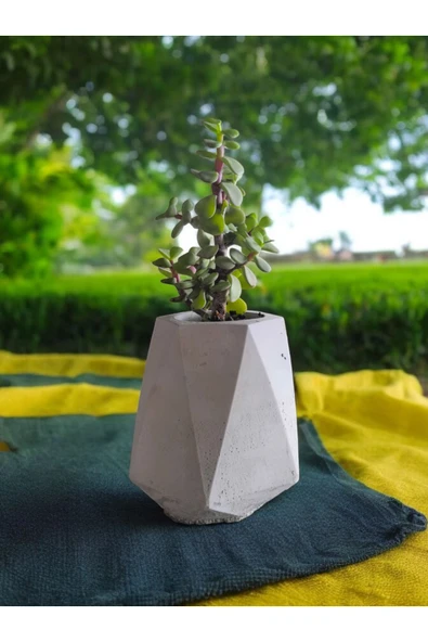 Mini Bonsai Para Ağacı Beton Saksıda ürün görseli 1