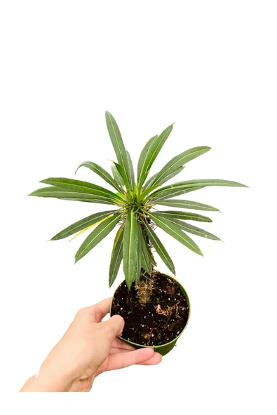 Madagaskar palmiyesi ürün görseli 1