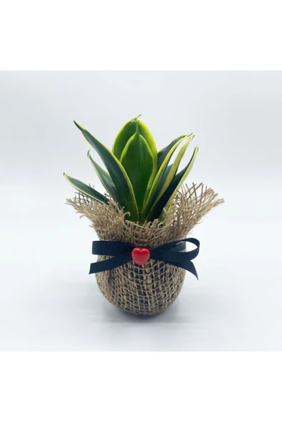 Petit Gift Mini Sansevieria (paşa Kılıcı Bitkisi) Çiçek Tasarımı ürün görseli 1