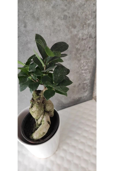 Ficus Bonsai Agacı Seramik Saksıda (peri ) - Resim 5