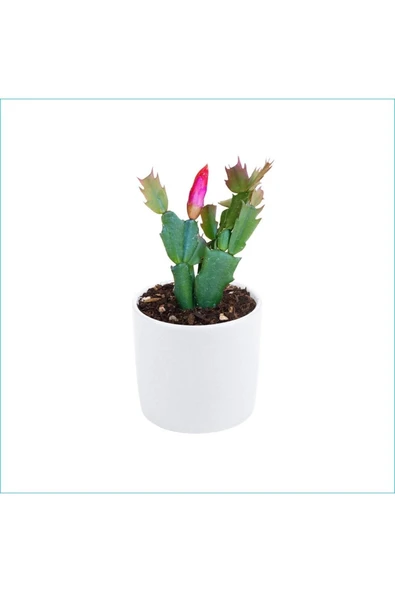 Yılbaşı Çiçeği Dekoratif Saksıda Schlumbergera 01x ürün görseli 1