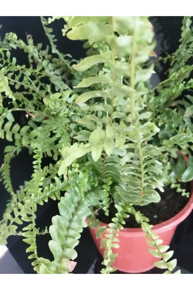 Aşk Merdiveni Çiçeği - (nephrolepis Exaltata) ürün görseli 1