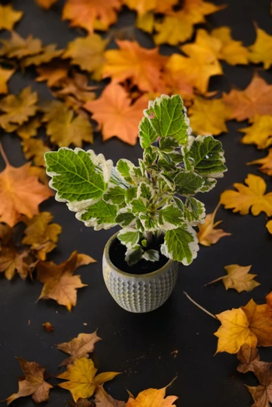 Mini Taş saksıda Cennet Yaprağı Bitkisi Muhteşem Kokulu 5.5 cm Plectranthus Coleoides ürün görseli 1