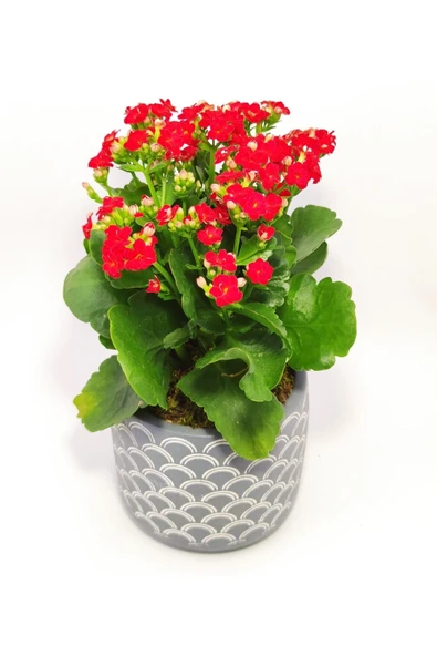 Dekoratif Saksıda Kalanchoe - Resim 4