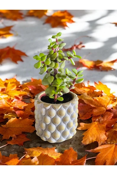 Mini Bonsai Para Ağacı Dekoratif Beton Saksıda ürün görseli 1