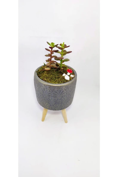 Dekoratif Desenli Saksıda Crassula - Resim 2