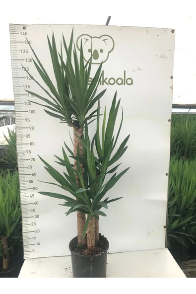 3 Köklü Dev Yucca 001 ürün görseli 1