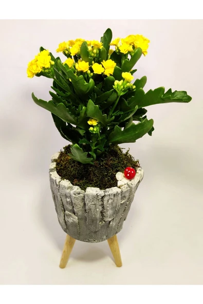 Dekoratif Ağaç Kabuğu Desenli Saksıda Kalanchoe ürün görseli 1