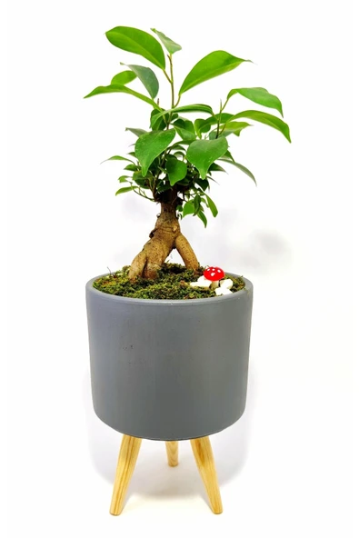 Dekoratif Desenli Saksıda Mini Bonsai ürün görseli 1