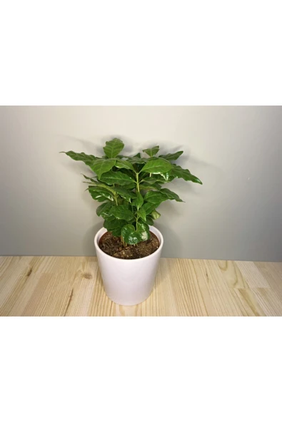 Kahve Bitkisi (coffea Arabica) ürün görseli 1