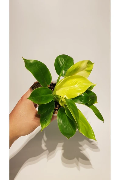 Philodendron 'Moonlight' - Resim 2