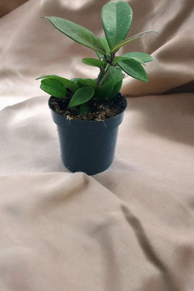 Orta boy mum çiçeği çiçek resmi 2. görselde q758 - Resim 3