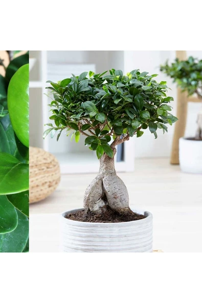 Hediyelik Bonsai Ficus Microcarpa - Resim 3