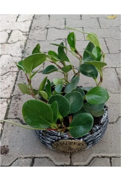 Peperomia Dekoratif Saksıda ürün görseli 1