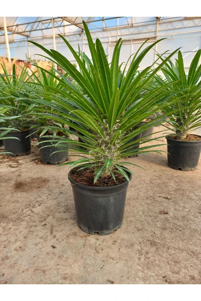 Madagaskar Palmiyesi 40-50 cm Saksılı Bitki ürün görseli 1