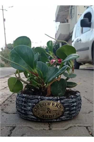 Peperomia Dekoratif Saksıda - Resim 2