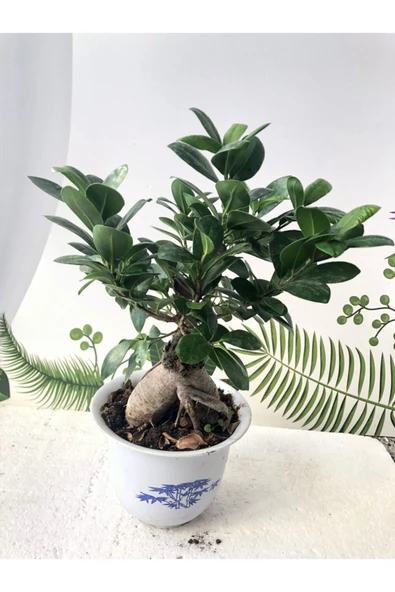Ficus Ginseng Bonsai Ağacı 750 Gr ürün görseli 1