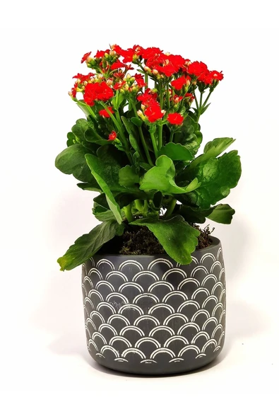 Dekoratif Saksıda Kalanchoe - Resim 3