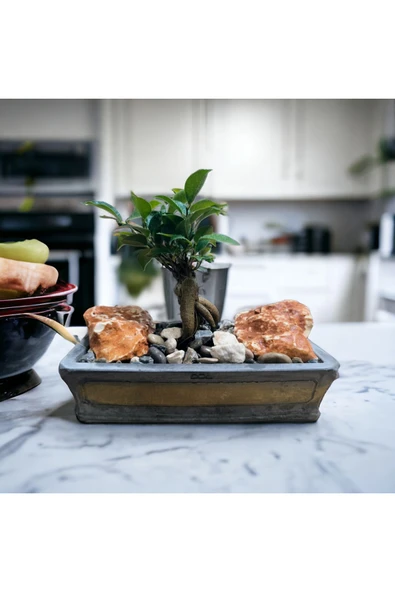 Hediyelik Bonsai Granit Çakıl Aranjmano ürün görseli 1