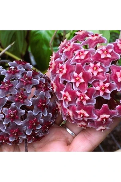 2.Adet Gelişmiş Mum Çiçeği 40,50 Cm Kırmızı,Siyah Hoya Carnosa Sarmaşık Canlı Çiçek İç Mekan Bitkisi ürün görseli 1