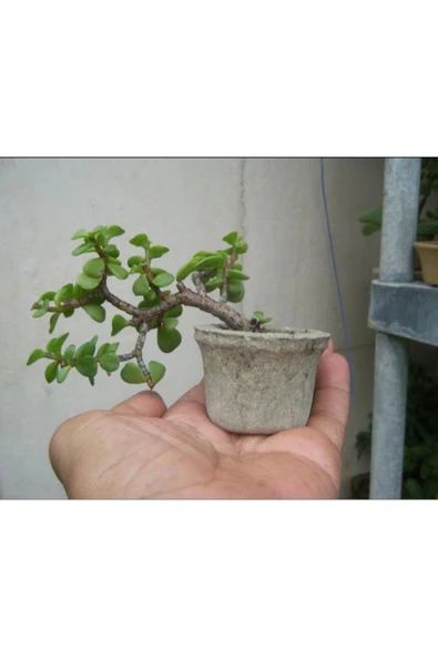 Minitaş saksıda Bonsai para Yeşim ağacı ürün görseli 1