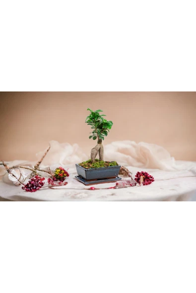 Doğum günü hediyesi özel saksıda Bonsai - Resim 3