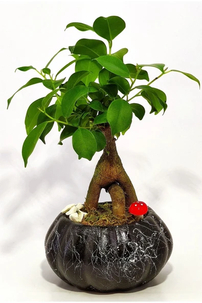 Dekoratif Saksıda Mini Bonsai ürün görseli 1