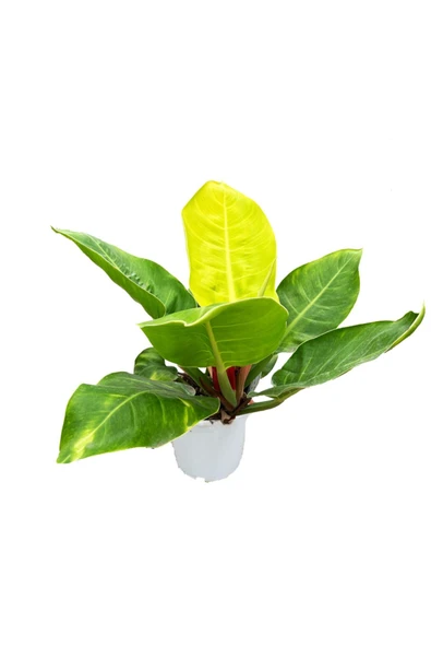 Philodendron Moonlight | 17cm Ø H:60 - Resim 2