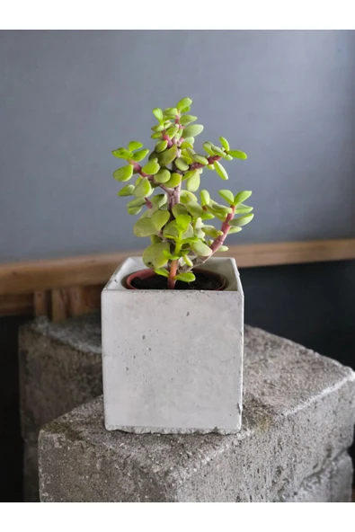 Dekoratif Mini Saksıda Mini Para Bonsai - Resim 3