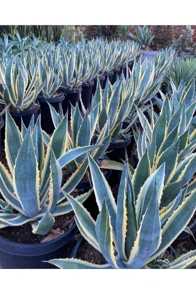 Agave Americana 12 cm Çapında Üretim Saksısında ürün görseli 1