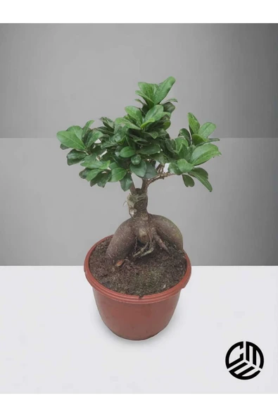 Mini Ficus Ginseng Bonsai Canlı Ev Ofis Salon Bitkisi ürün görseli 1