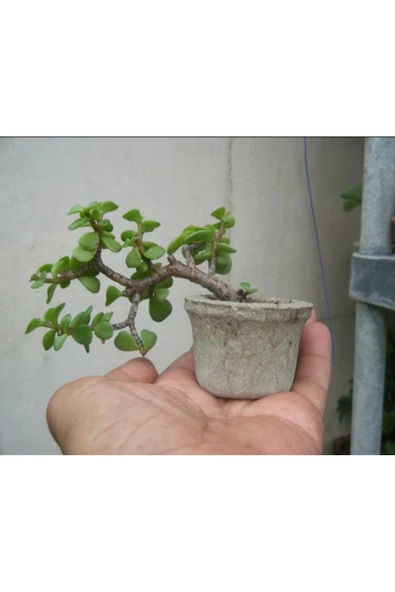 El yapımı Taş Saksıda Bonsai  ara Çiçeği Afra Yeşim Ağacı 012 ürün görseli 1