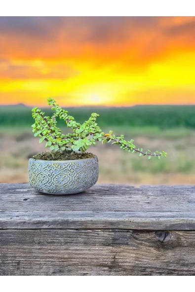 Taş Saksıda Afra Bonsai Yeşim Ağacı ürün görseli 1