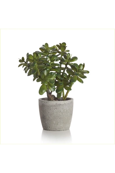 Para Ağacı Bereket, Iyi Şans Ve Para Çiçeği Crassula Ovata Doğal Dekoratif Saksıda ürün görseli 1