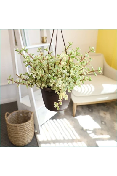 Askılı Saksıda Özel Renkli Para Ağacı Bereket Ağacı Afra Bonsai ürün görseli 1