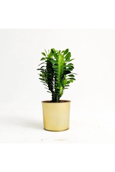 Euphorbia Trigona Green ürün görseli 1