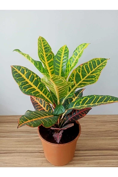 Kroton Çiçeği (codiaeum Variegatum) - Resim 4