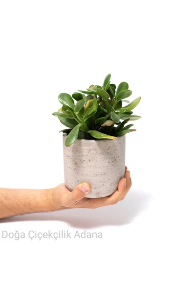 Seramik Saksıda Para Ağacı Bereket Ağacı Crassula Ovata 001 ürün görseli 1