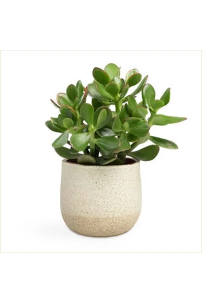 Yetişkin Para Ağacı Bereket Iyi Şans Ve Para Çiçeği Crassula Ovata Özel Beton Saksıda ürün görseli 1